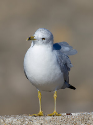 Ring-billed Gull