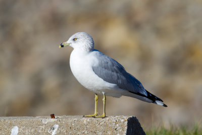 Ring-billed Gull
