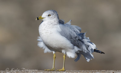 Ring-billed Gull