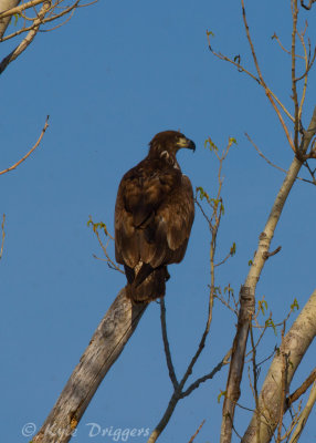Bald Eagle (juvenile)