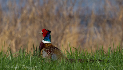 Ring-necked Pheasant