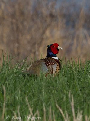 Ring-necked Pheasant