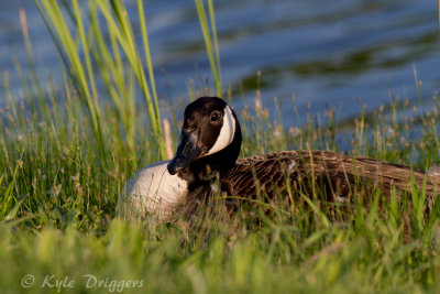 Canada Goose