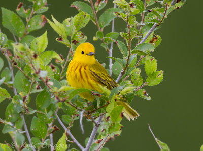 Yellow Warbler