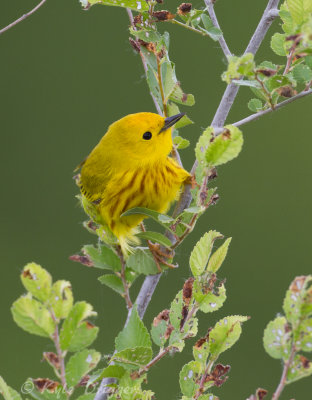 Yellow Warbler