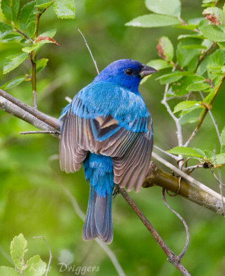 Indigo Bunting