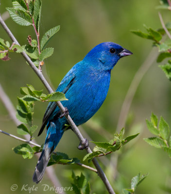 Indigo Bunting