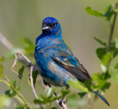 Indigo Bunting