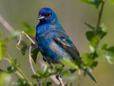 Indigo Bunting