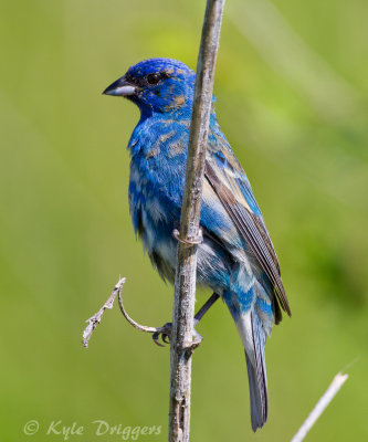 Indigo Bunting