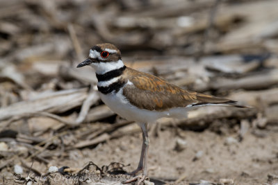 Killdeer