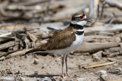 Killdeer