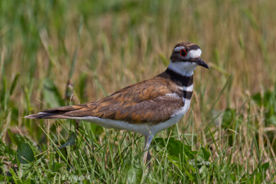 Killdeer