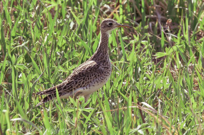 Upland Sandpiper