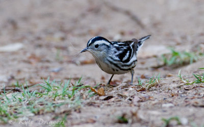Black-and-white Warbler