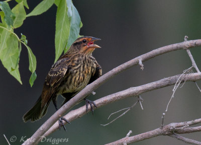 Red-winged Blackbird (female)
