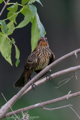Red-winged Blackbird (female)