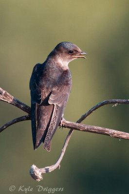 Purple Martin