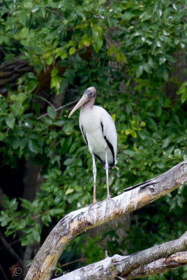 Wood Stork