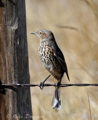 Sage Thrasher