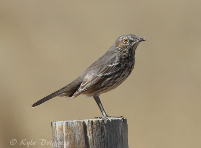 Sage Thrasher