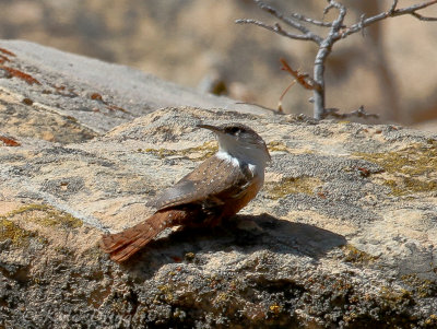 Canyon Wren