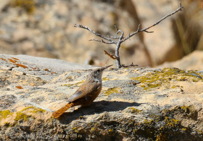 Canyon Wren