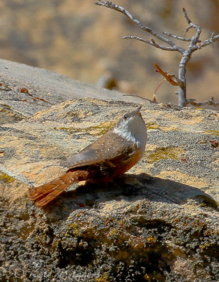 Canyon Wren