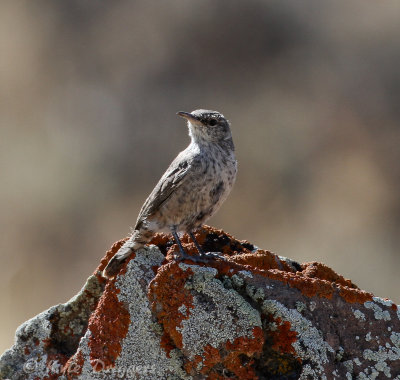 Rock Wren