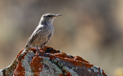 Rock Wren