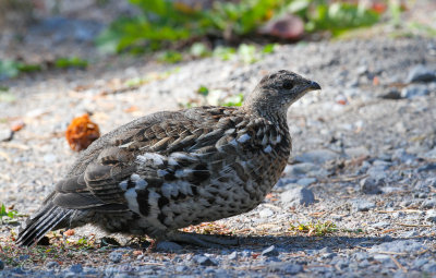 Ruffed Grouse