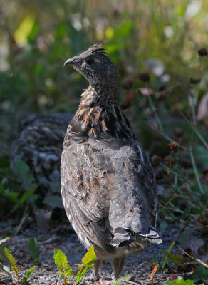 Ruffed Grouse