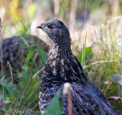 Ruffed Grouse