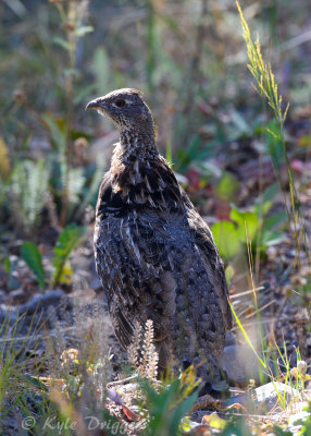 Ruffed Grouse