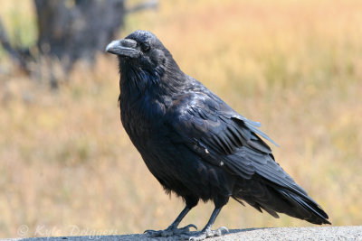 Common Raven