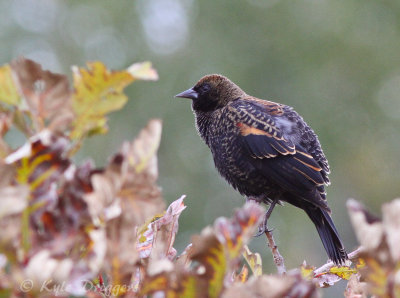 Red-winged Blackbird