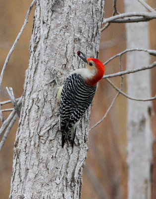 Red-bellied Woodpecker