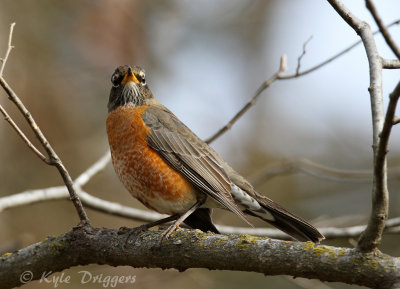 American Robin