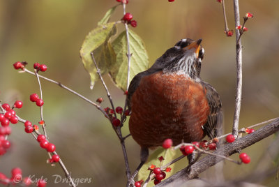American Robin
