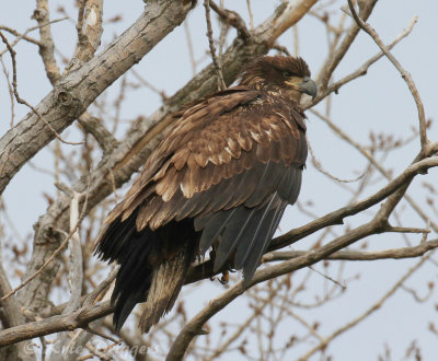 Bald Eagle