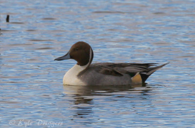 Northern Pintail