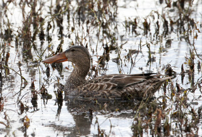 Northern Shoveler (female)
