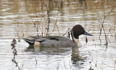Northern Pintail