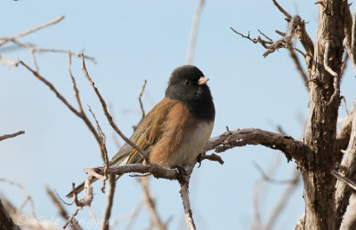 Oregon Junco
