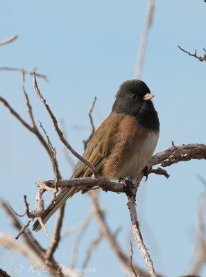 Oregon Junco