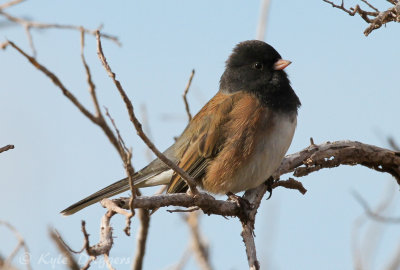 Oregon Junco