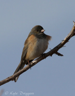Oregon Junco