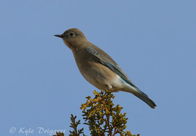 Mountain Bluebird (female)