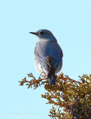 Mountain Bluebird