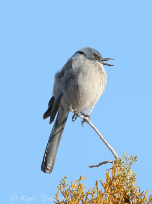 Woodhouse's Scrub-Jay